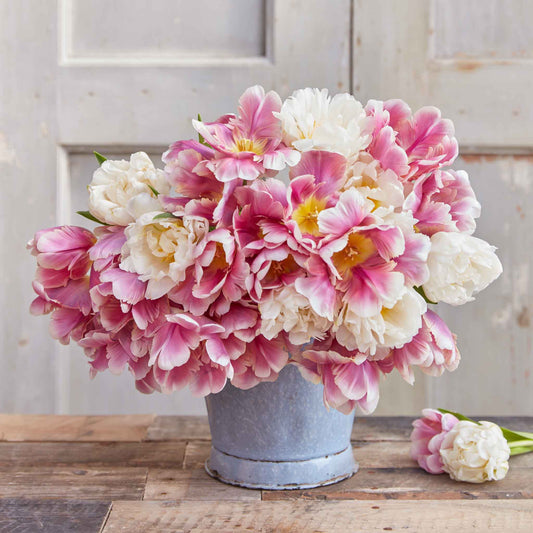 Mother's Day Mix - Tulip Bulbs