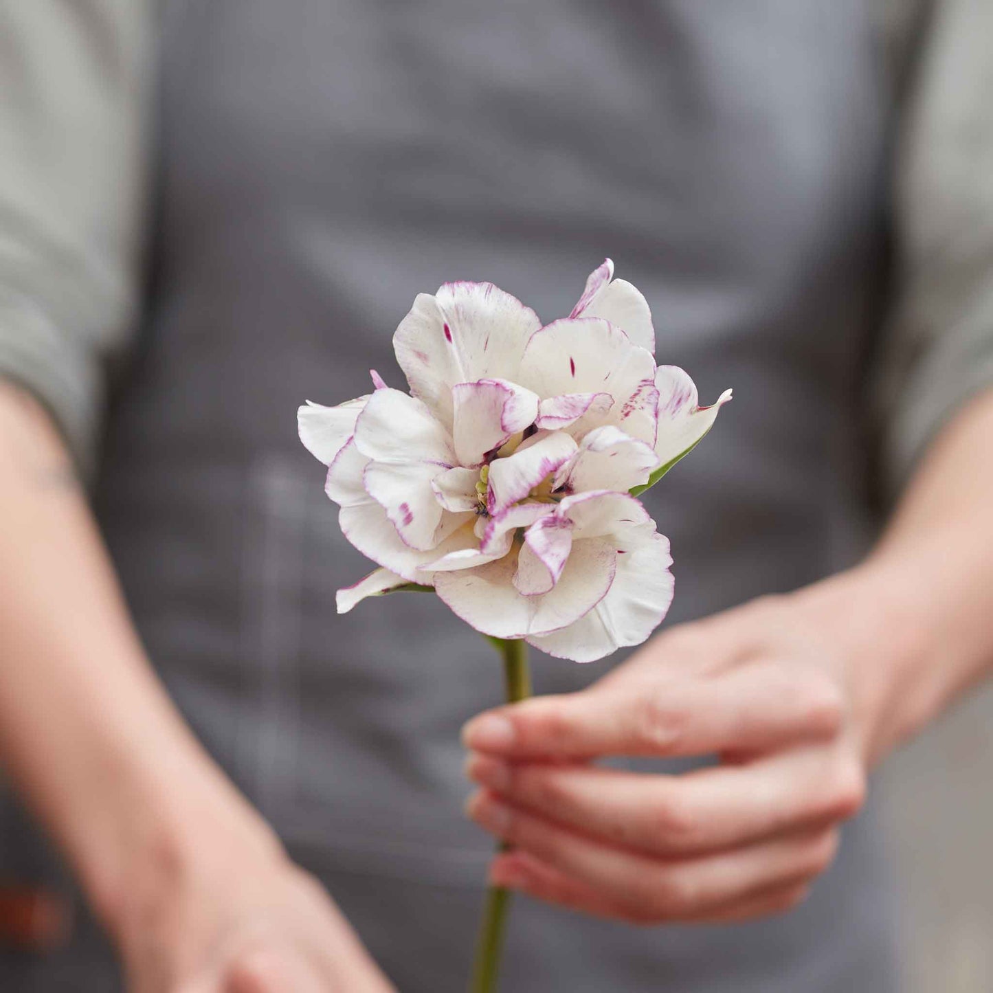 Shirley Double - Tulip Bulbs