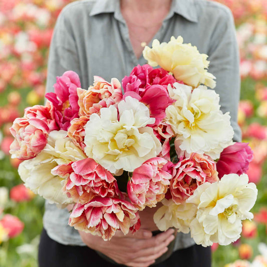 Spring Jubilee Mix - Tulip Bulbs