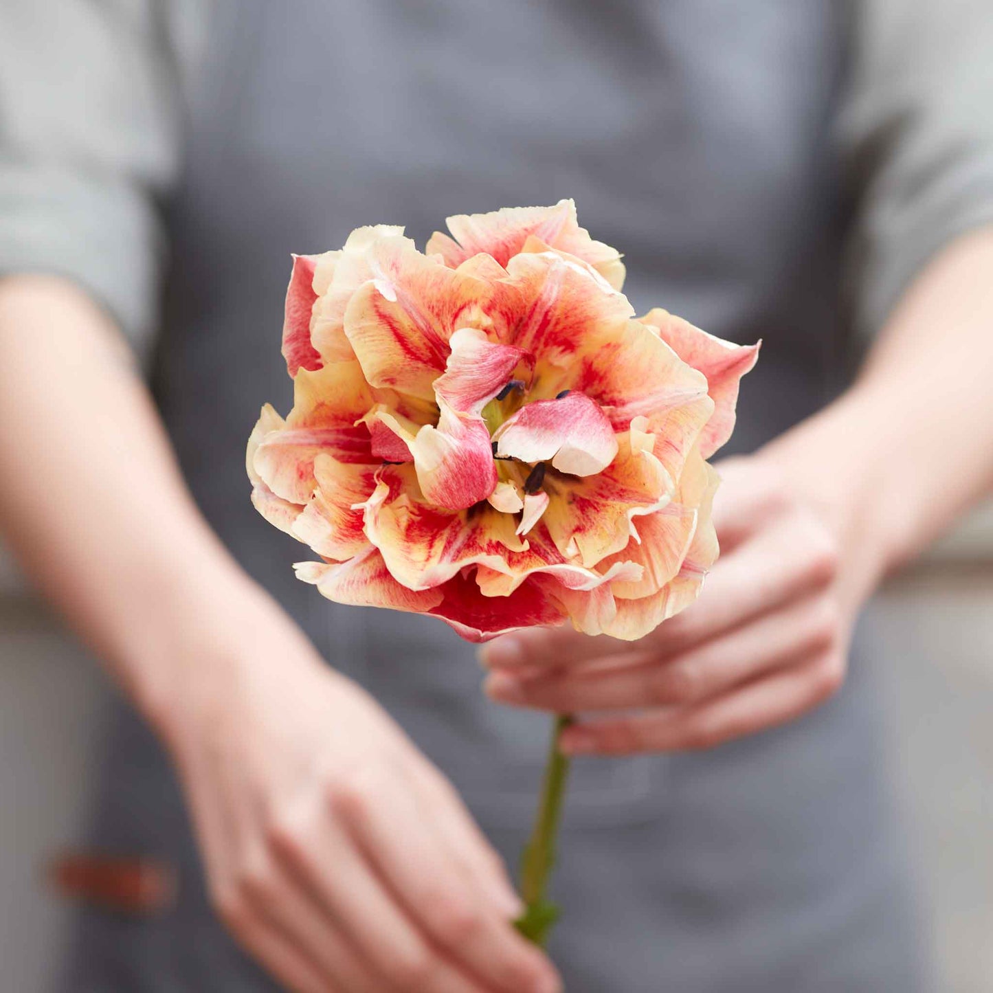 Spring Jubilee Mix - Tulip Bulbs