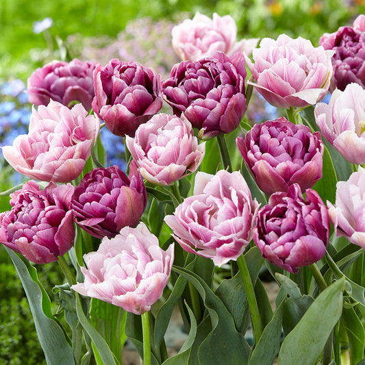 Vintage Double Mix - Tulip Bulbs