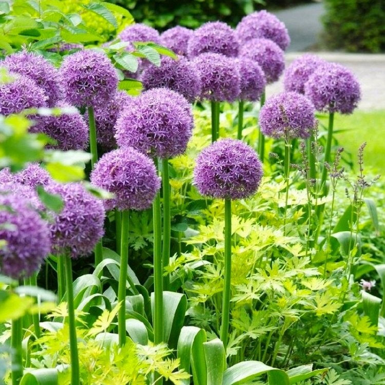 Allium Bulbs | Fall Bulbs | Flower Bulb Farm