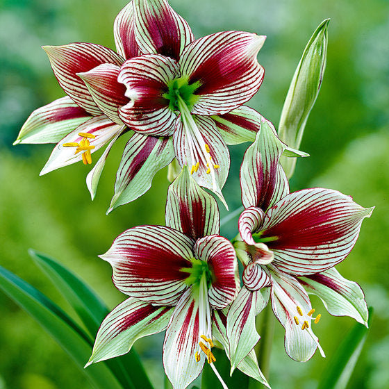 Amaryllis Bulbs