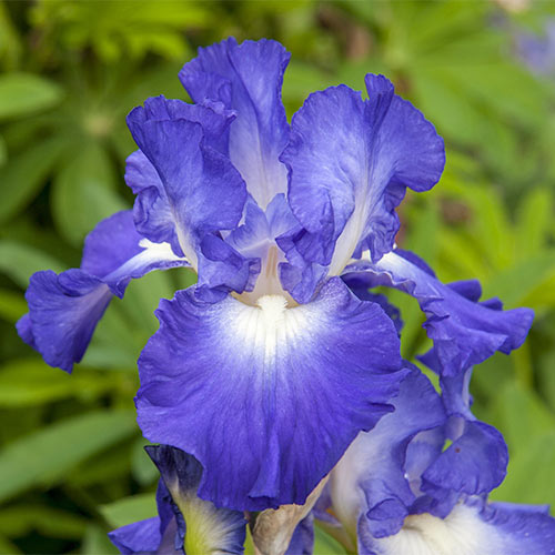 Bearded Iris