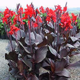 Canna Lily Bulbs