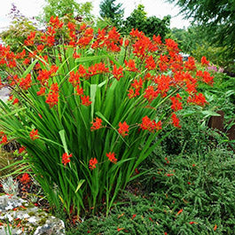 Crocosmia Bulbs