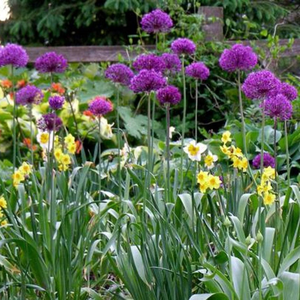 Deer Resistant Bulbs