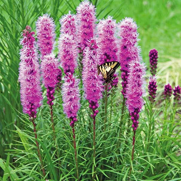 Liatris spicata/Blazing Star Corms