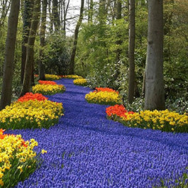 Grape Hyacinth - Muscari Bulbs