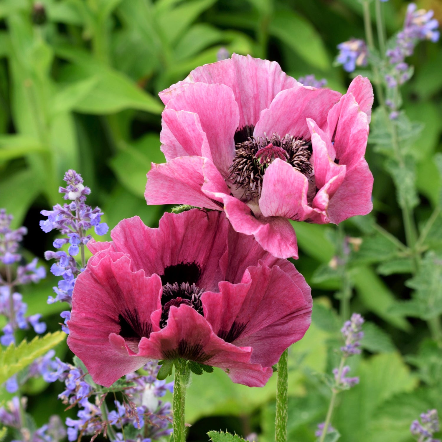 Papaver Orientale