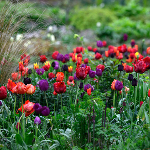 Tulip Bulbs