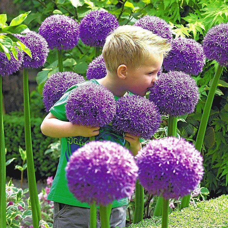 Fragrant Flower Bulbs