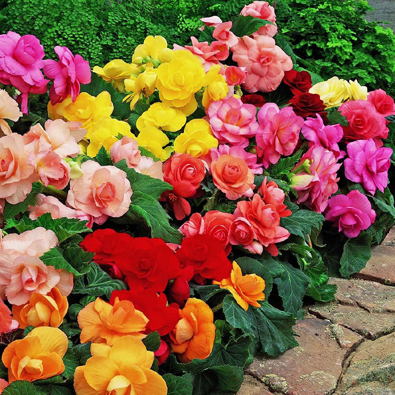 Begonia Tubers