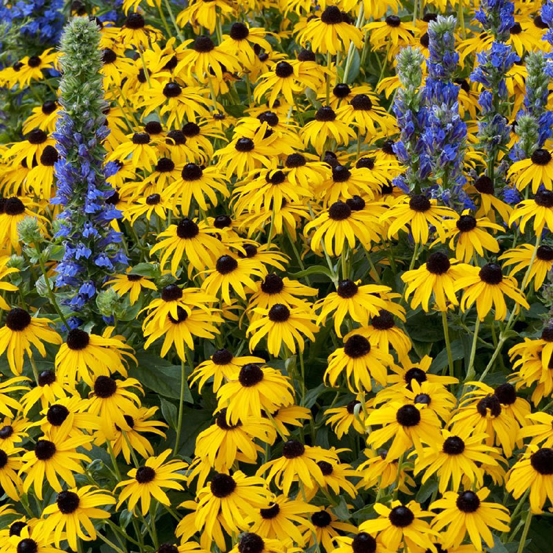 Black Eyed Susan Roots | Spring Bulbs | Flower Bulb Farm