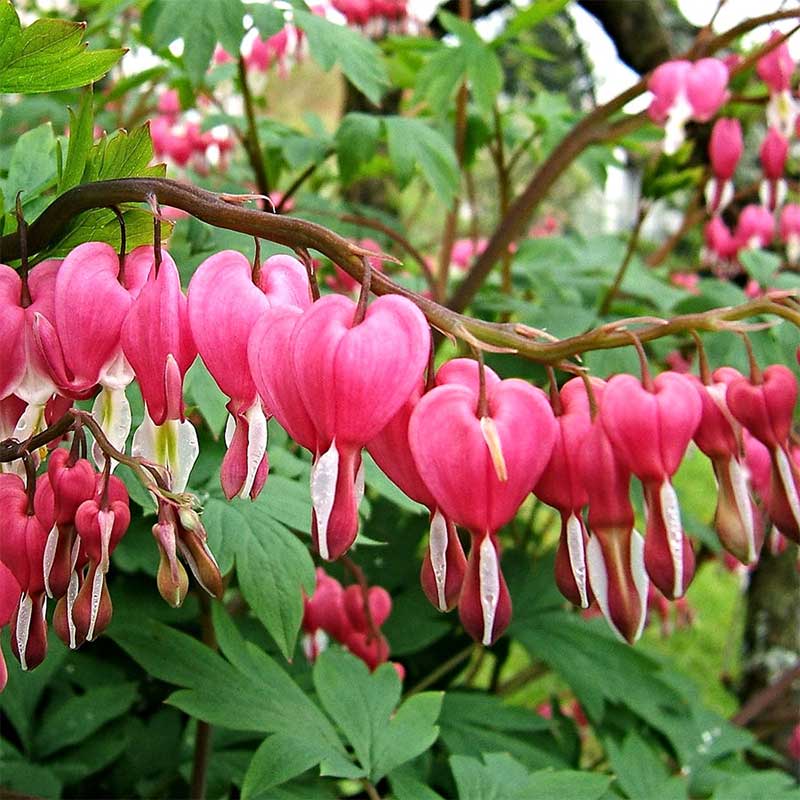 Bleeding Heart Roots