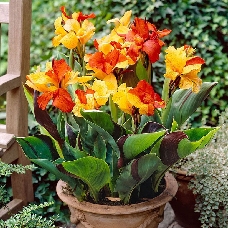 Annual Flower Bulbs