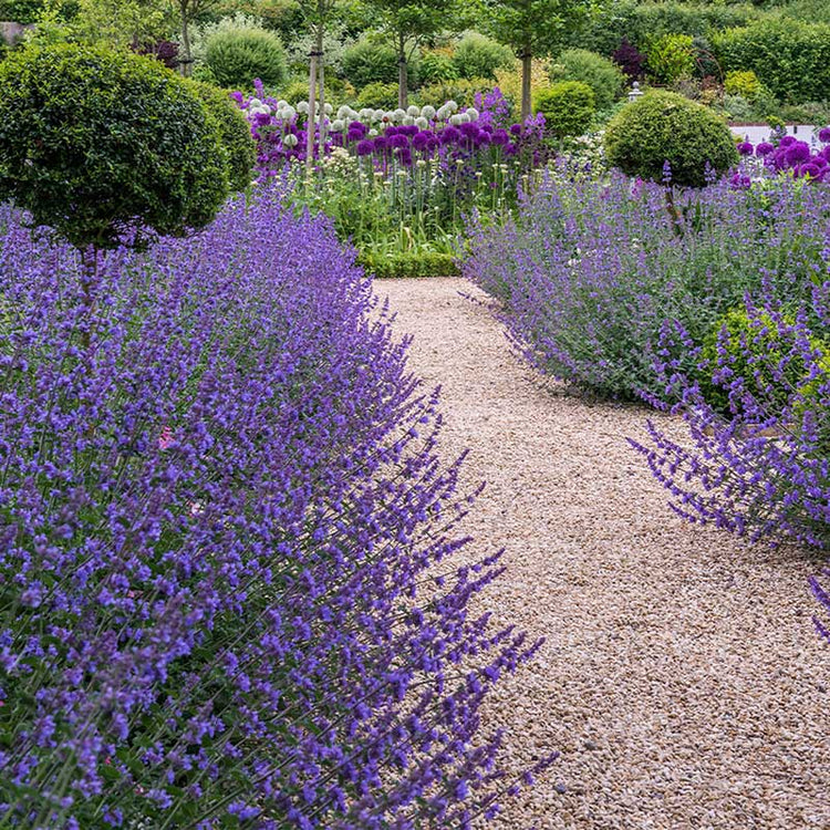 The Flower Bulb Farm | Easy to Grow Flower Bulbs for Sale