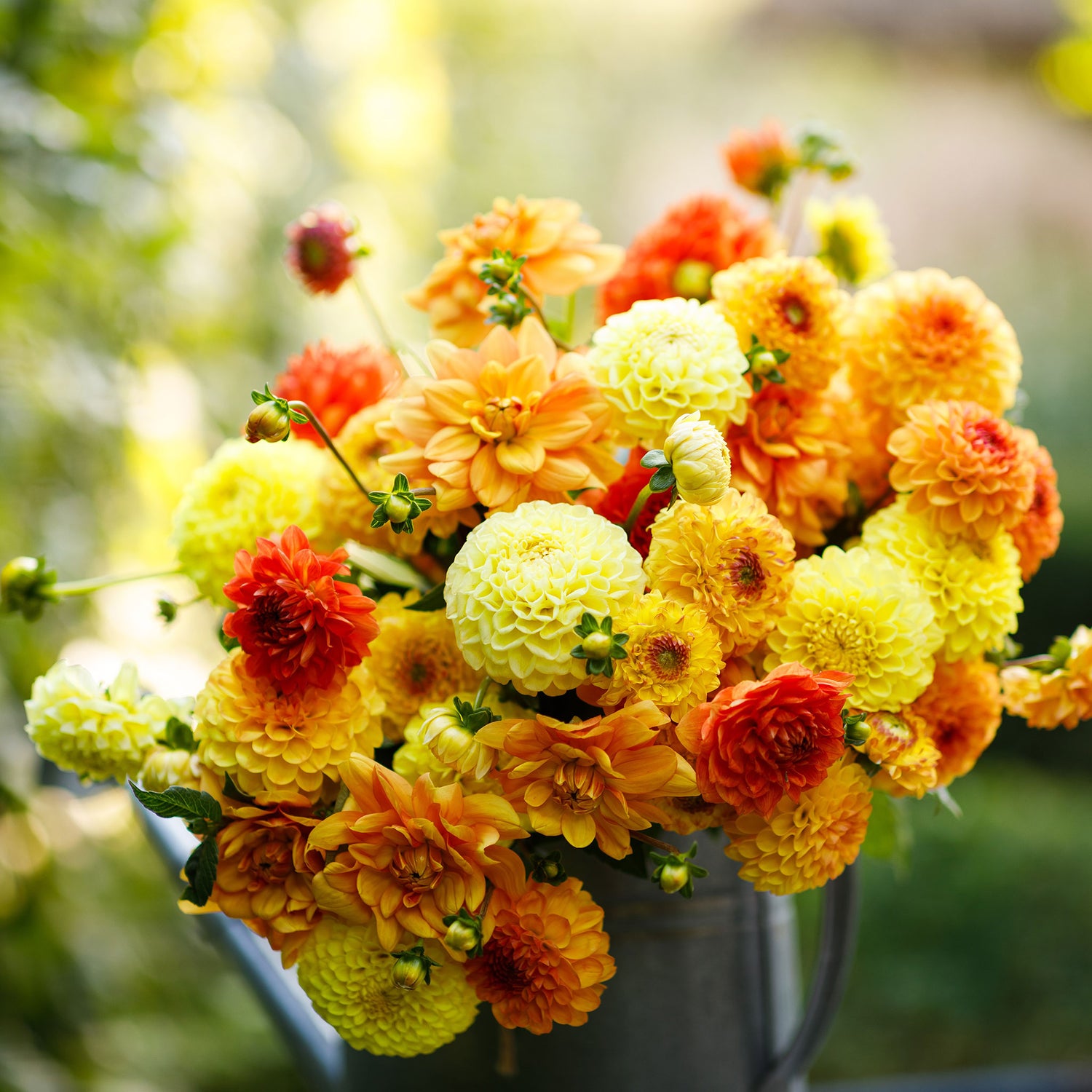 Bulk Flower Bulbs