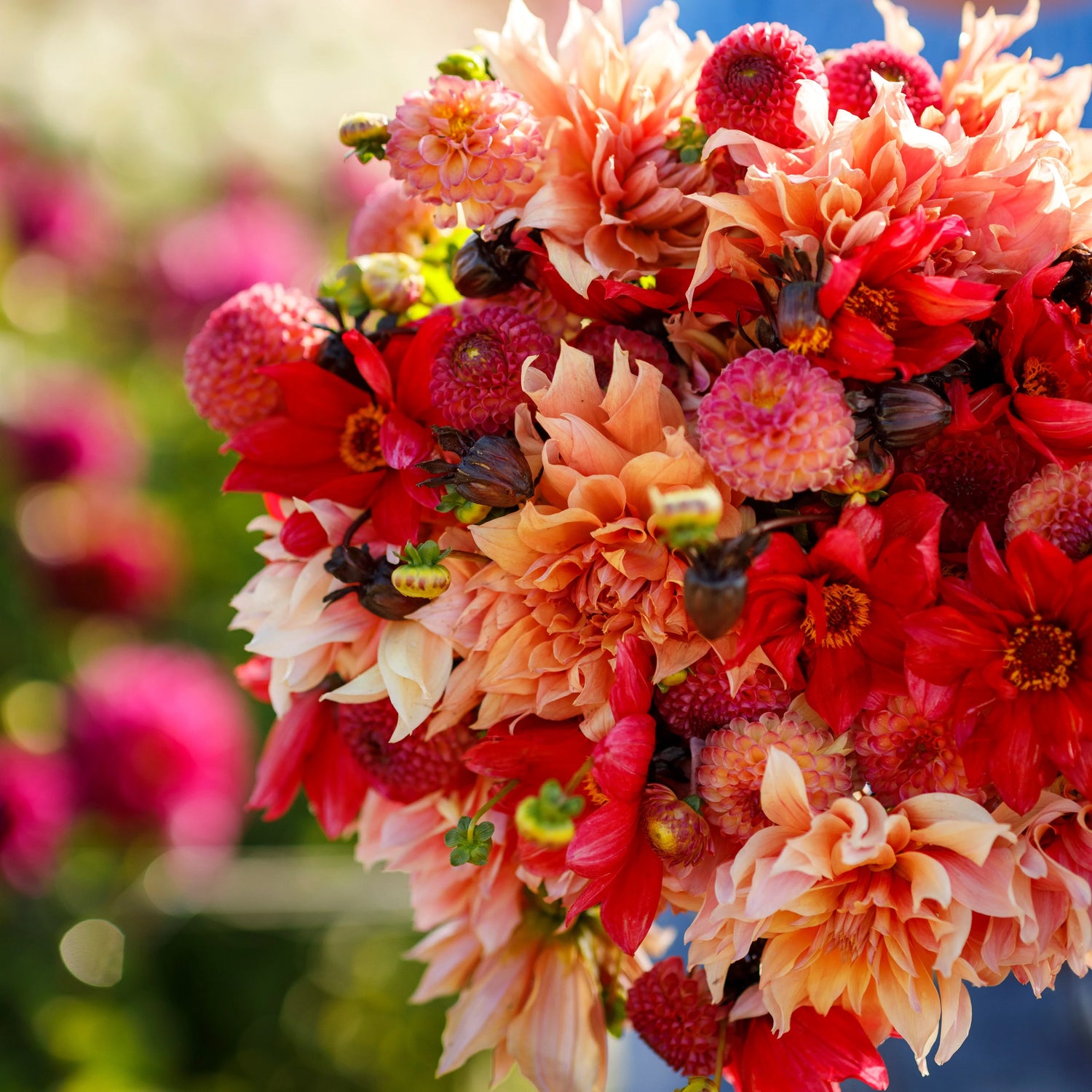 Spring Bulb Sale!