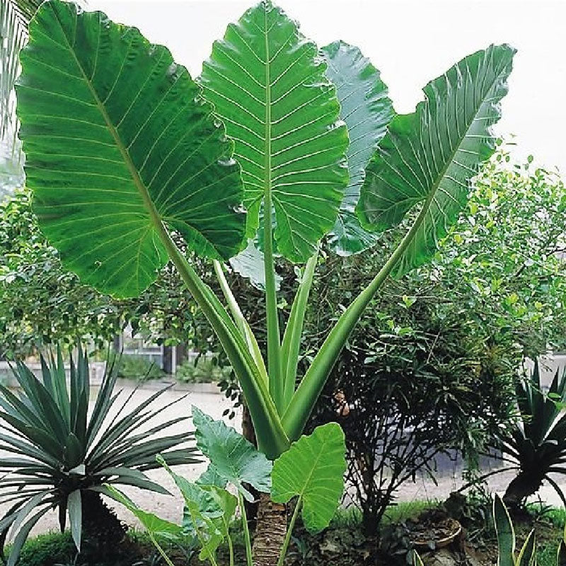 Elephant Ear Bulbs