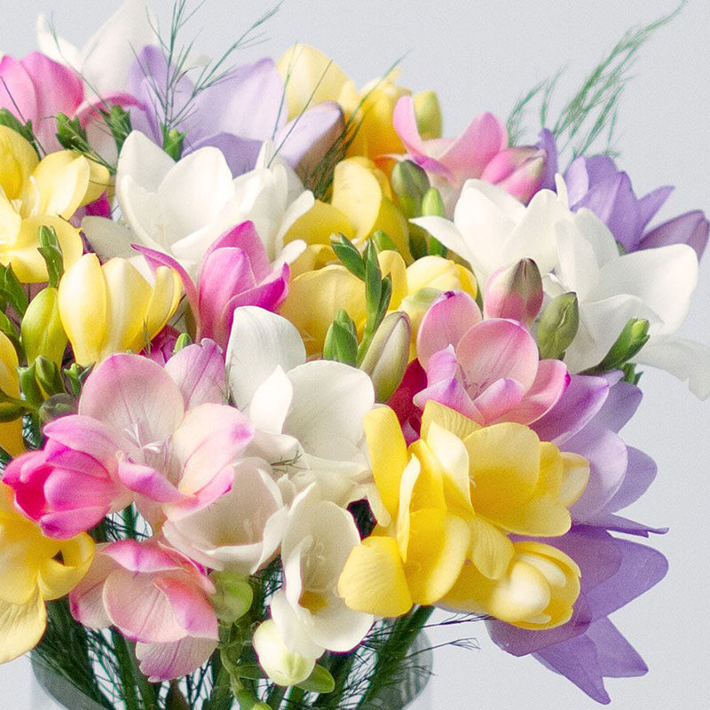 Freesia Bulbs