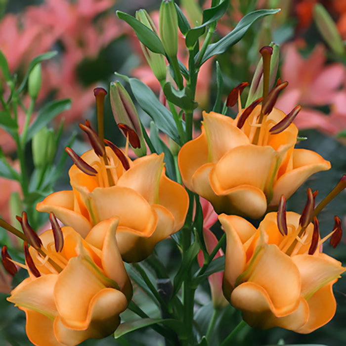 Unique Fall Bulbs – Flower Bulb Farm