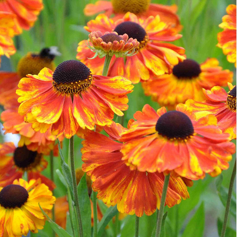 Helenium Roots