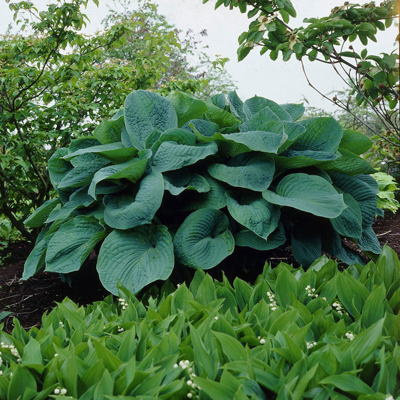 Bulbs for Shade