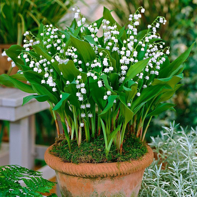 Lily of the Valley