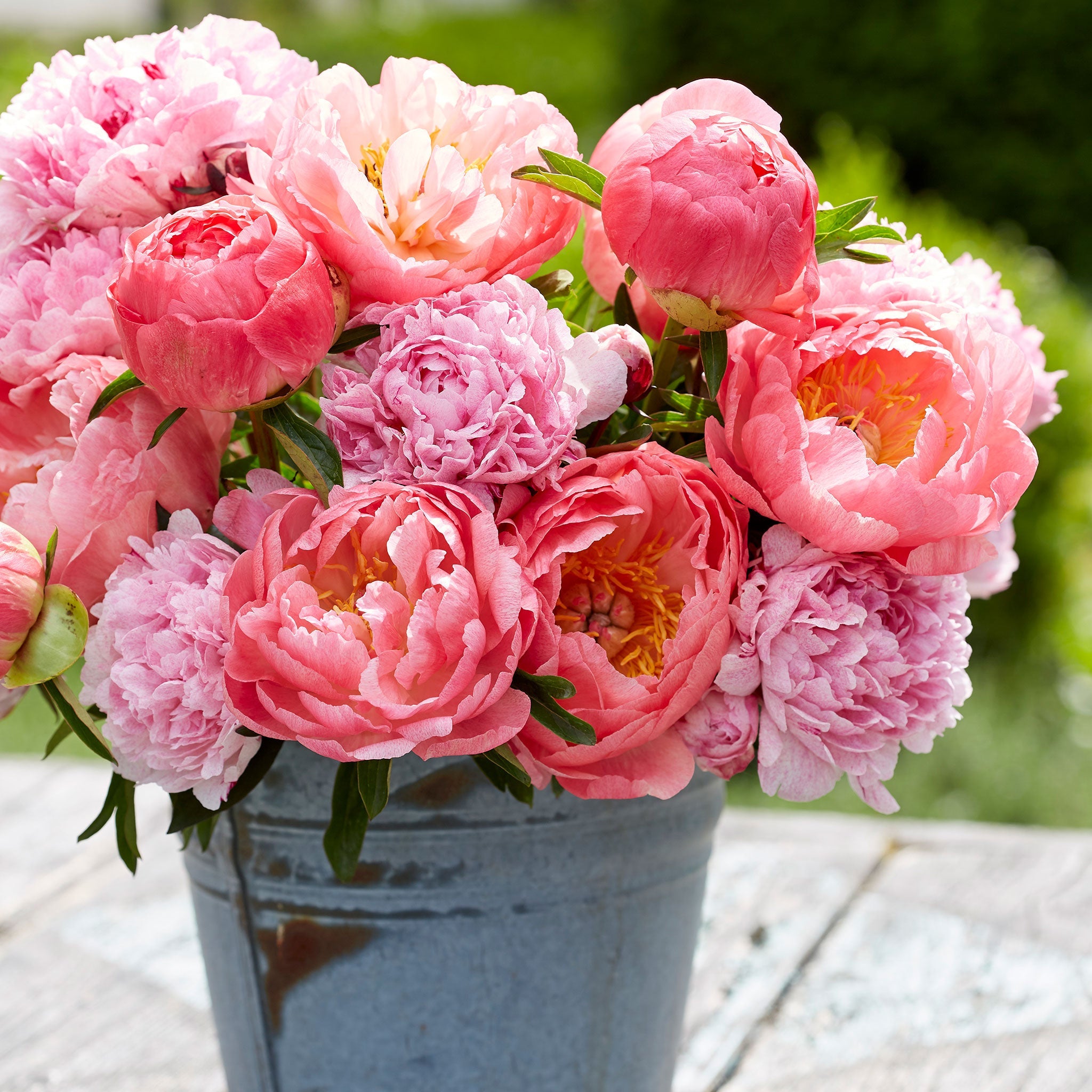 Spring Bulb Collections | Spring Bulbs | Flower Bulb Farm