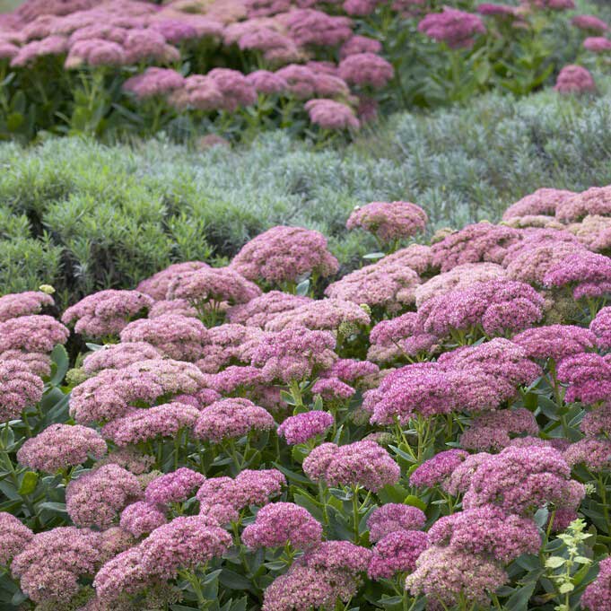 Sedum Roots