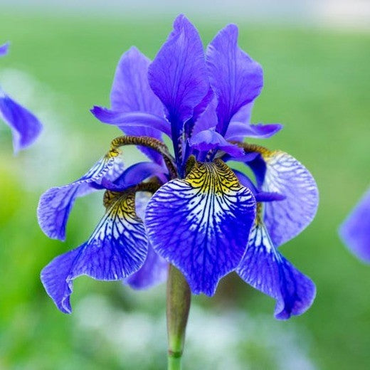Siberian Iris Roots