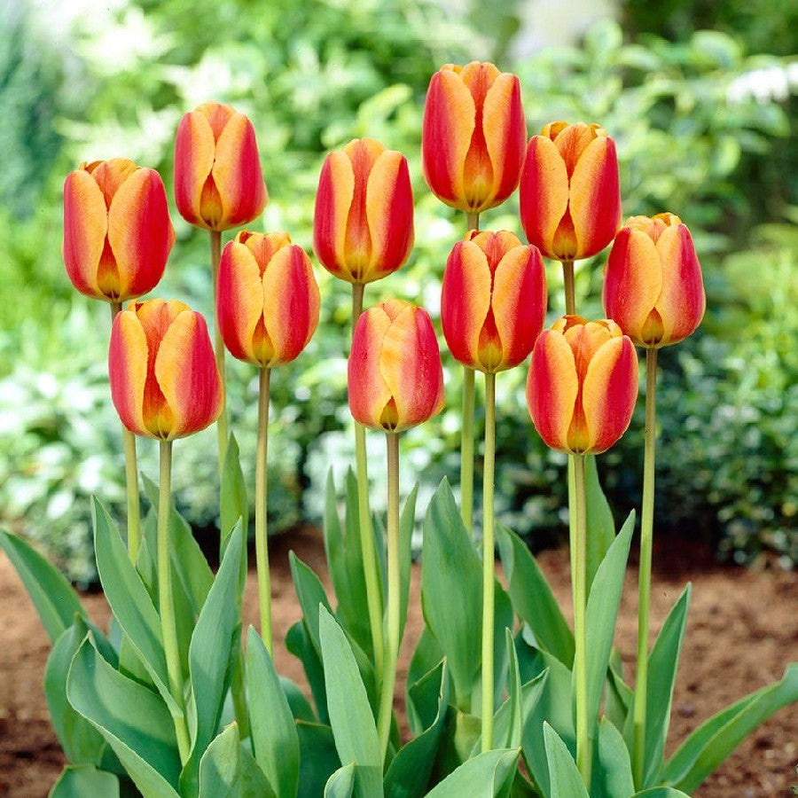 Fall Bulbs