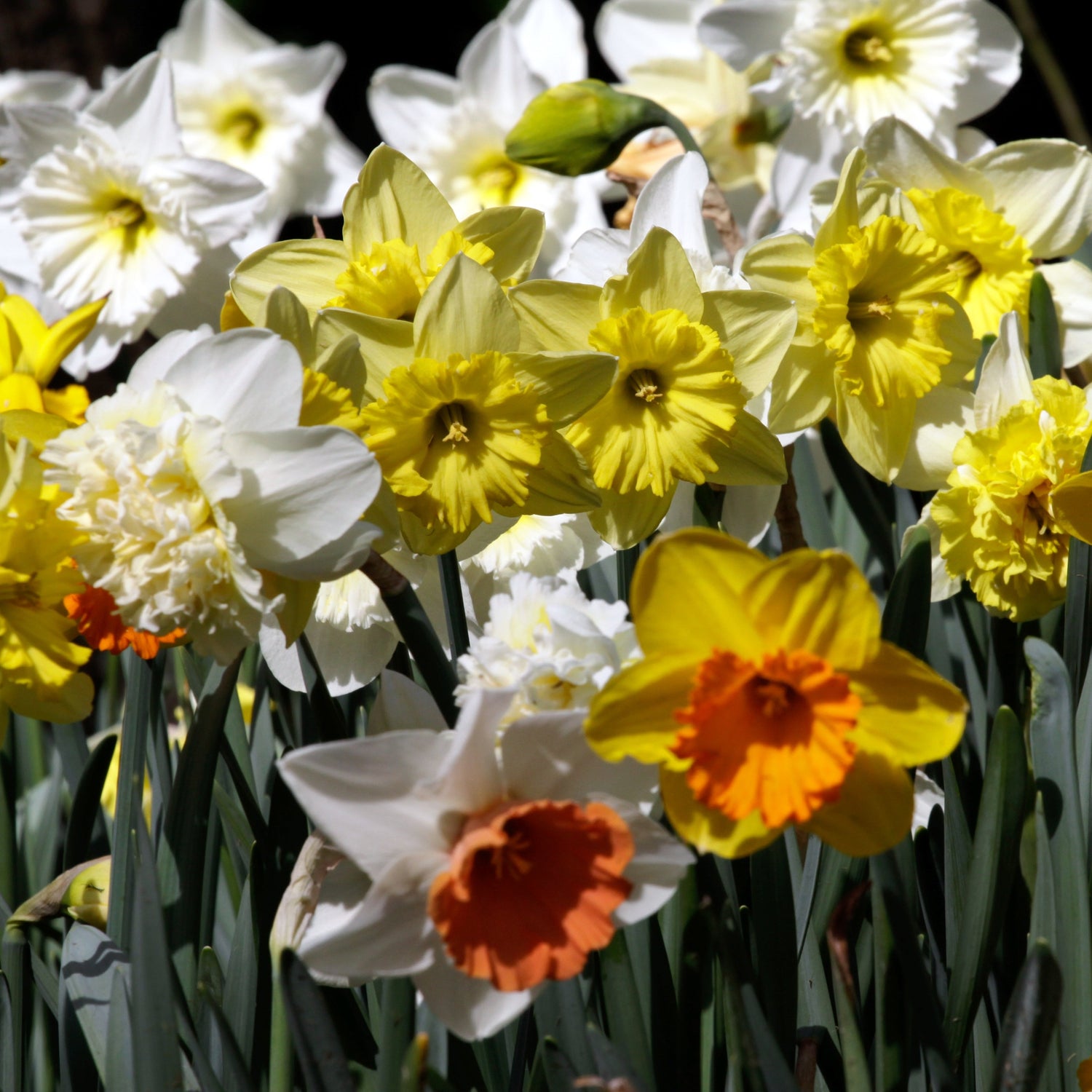 Cut Flower Bulbs