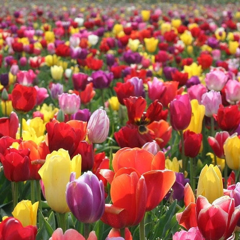 Flower Bulbs and Perennials
