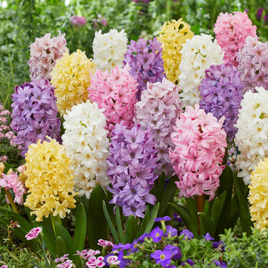 Pastel Mix - Hyacinth Bulbs