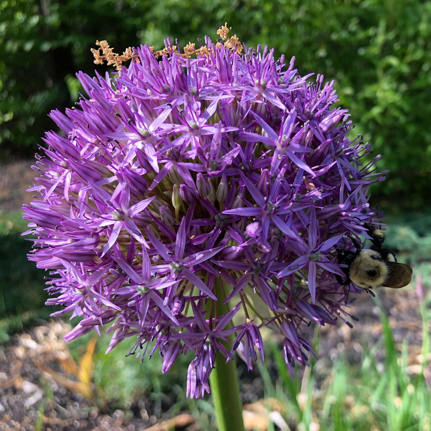 Purple Sensation - Allium Bulbs (Tall)