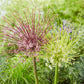 Schubertii Mix - Allium Bulbs