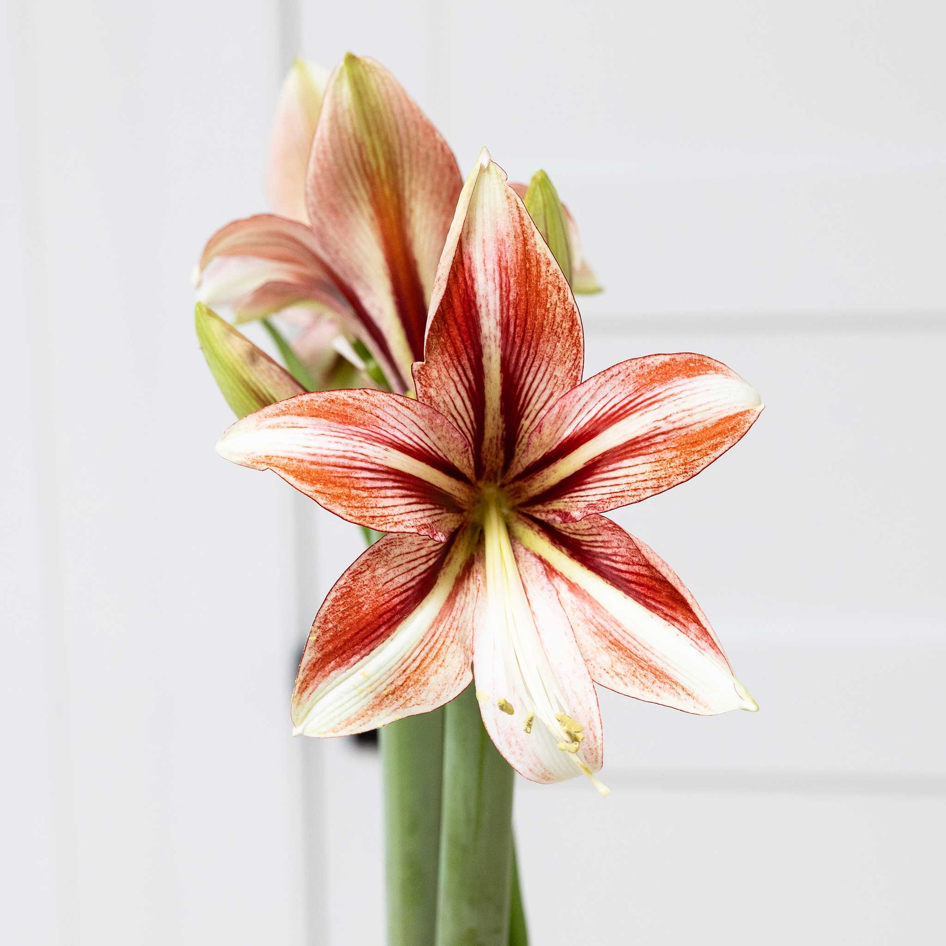 amaryllis lily flower bulbs Amaryllis Bulbs - Easy-Care Gold Wax with Multicolored Blooms