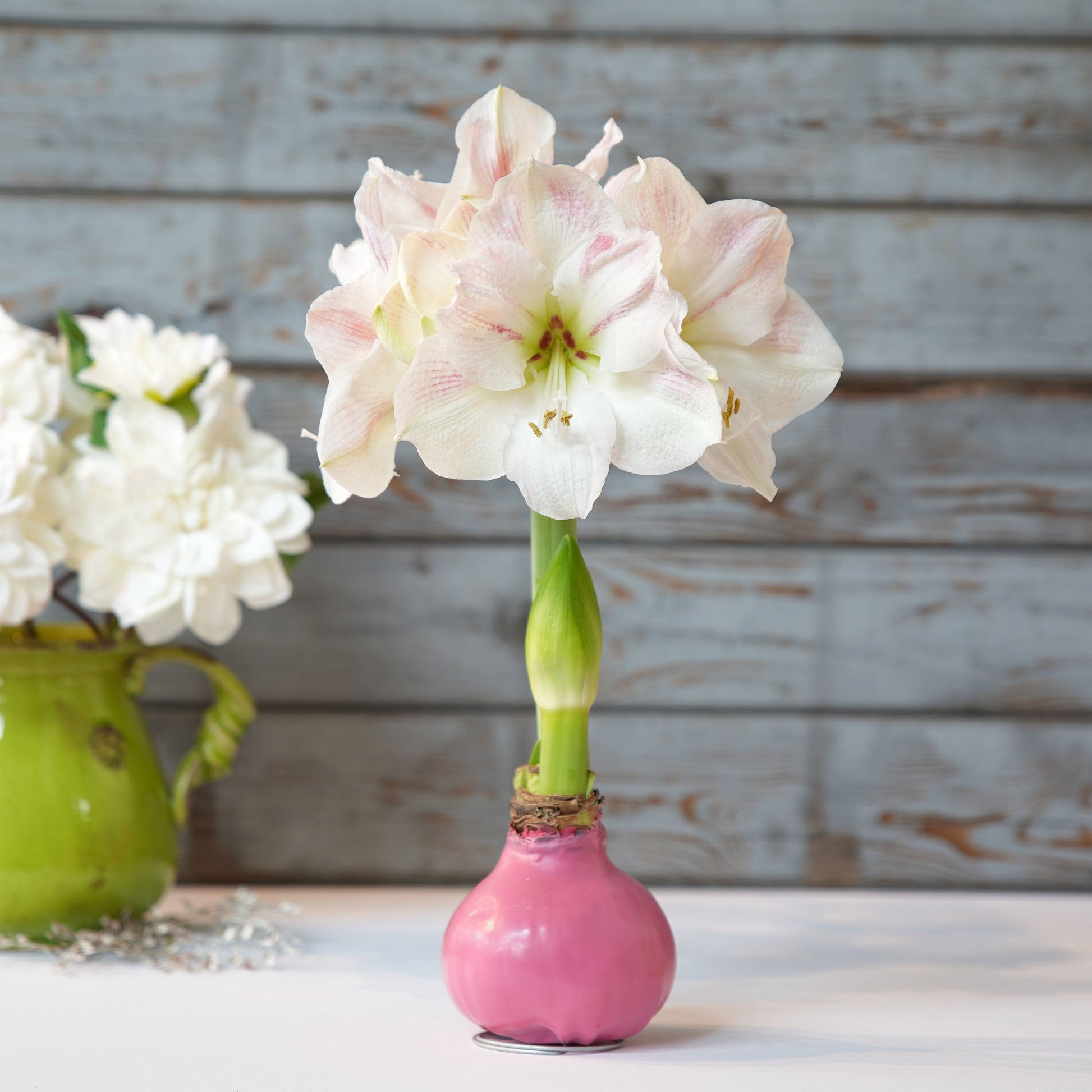 Amaryllis Bulbs - Easy-Care Pink Wax with White/Pink Blooms, Indoor Flower  Bulbs