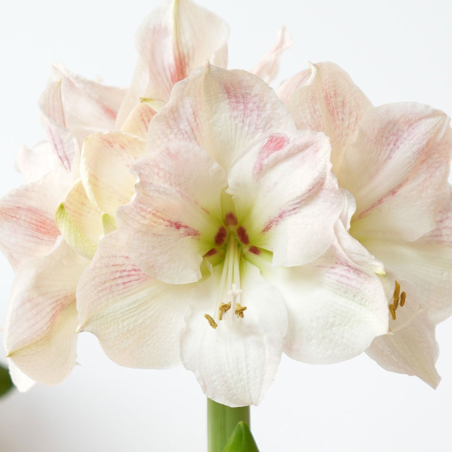 Easy-Care Pink Wax with White/Pink Blooms - Amaryllis Bulbs