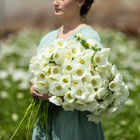 Albino - Anemone Bulbs