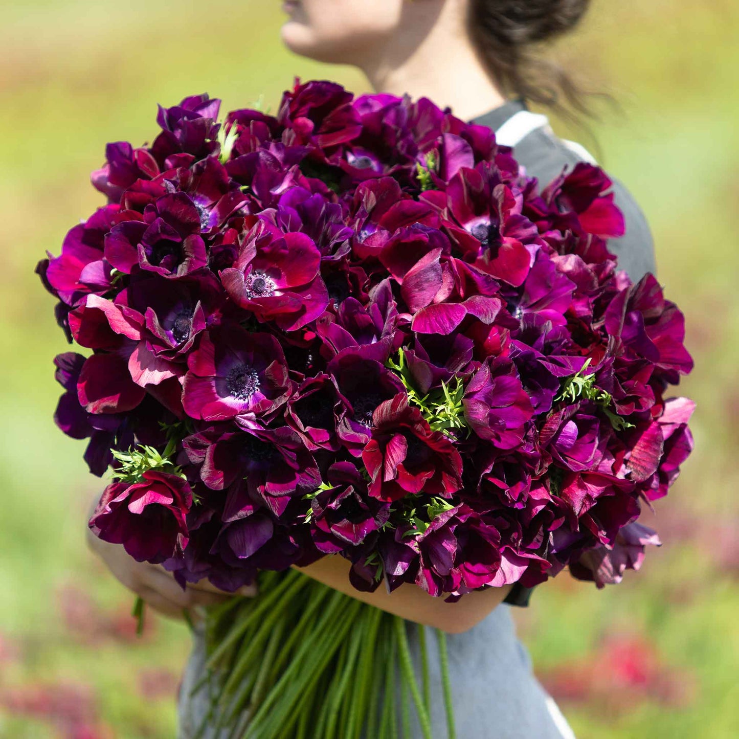 Bordeaux - Anemone Bulbs