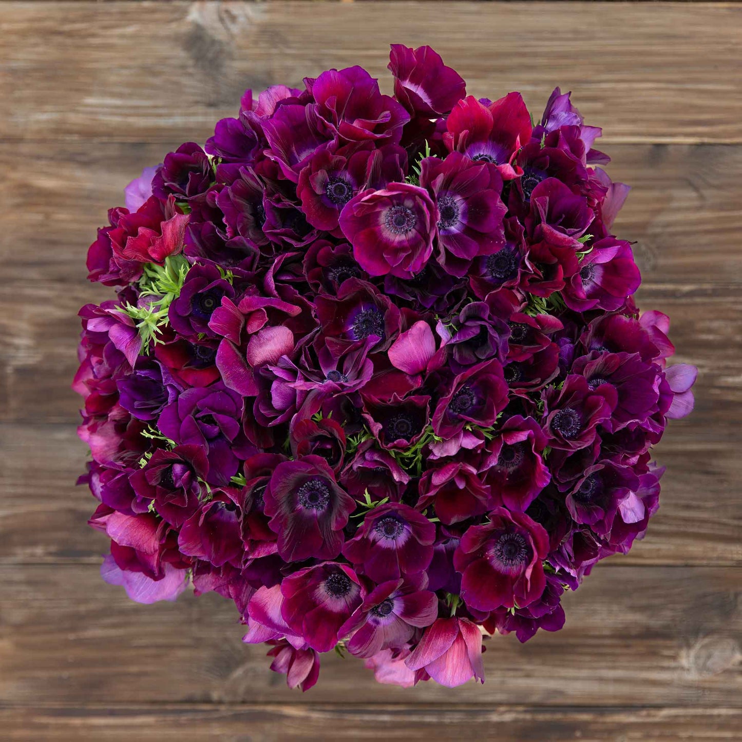 Bordeaux - Anemone Bulbs