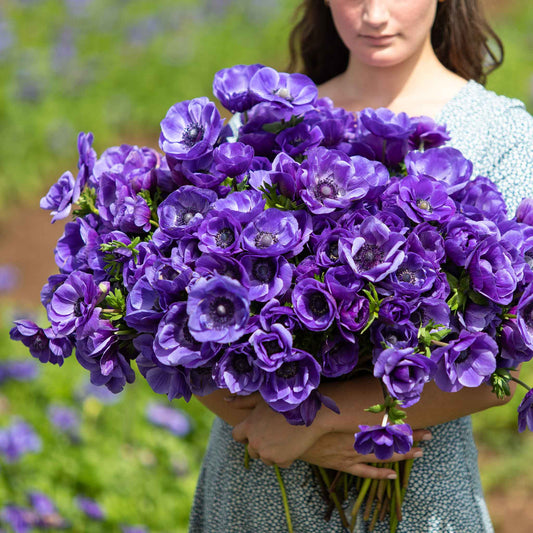 Blue - Anemone Bulbs