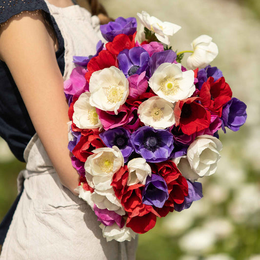 Mix - Anemone Bulbs
