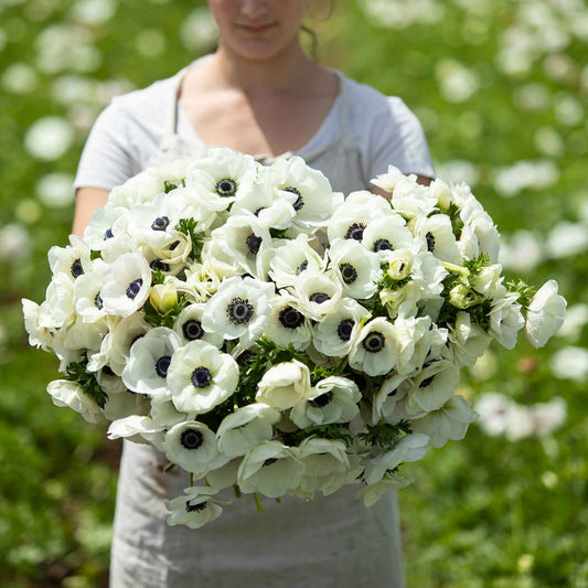 White - Anemone Bulbs