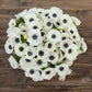 White - Anemone Bulbs