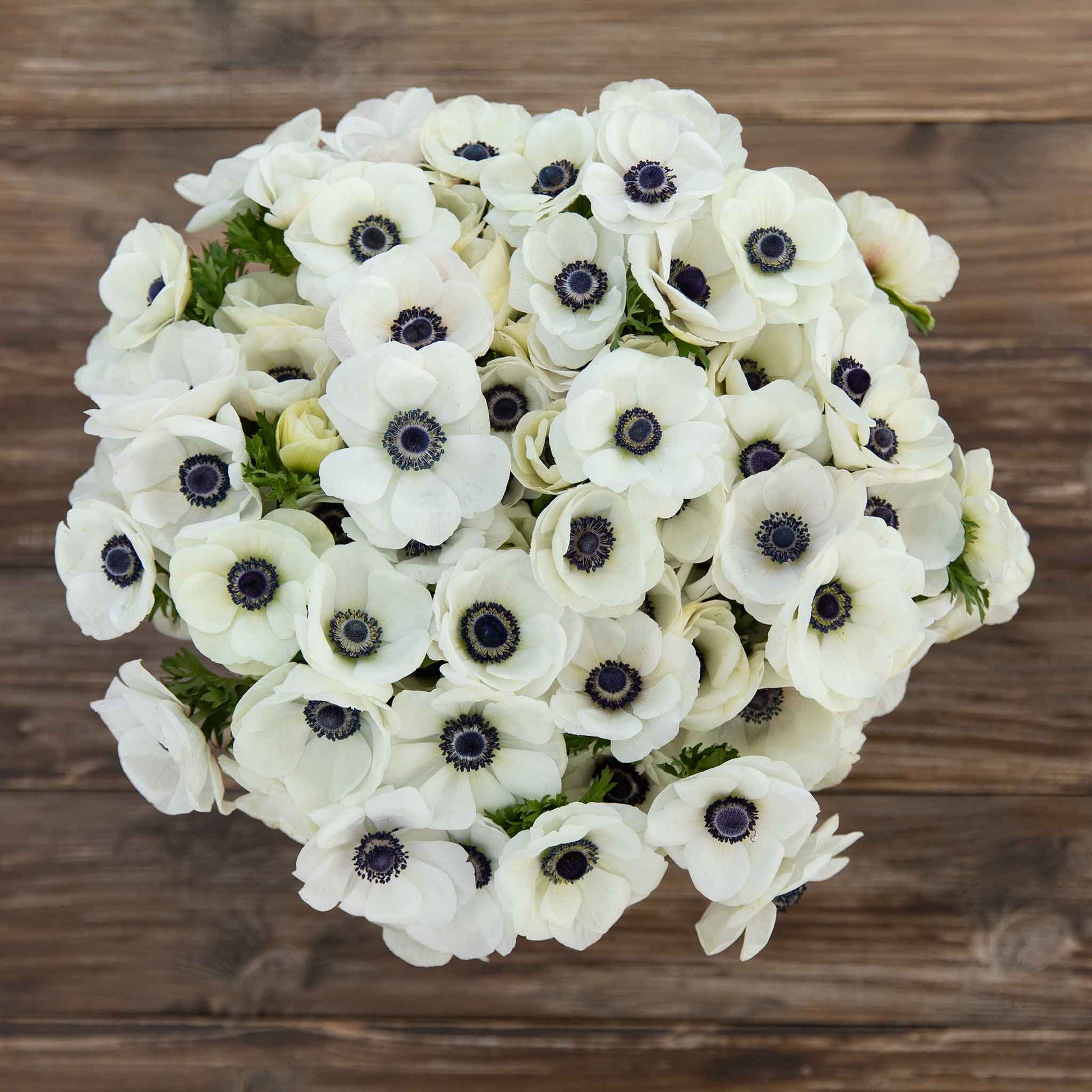 white anemone flower seeds Anemone Bulbs - White | Flower Bulbs