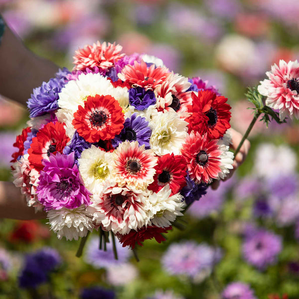 anemone-double-mix-asf-